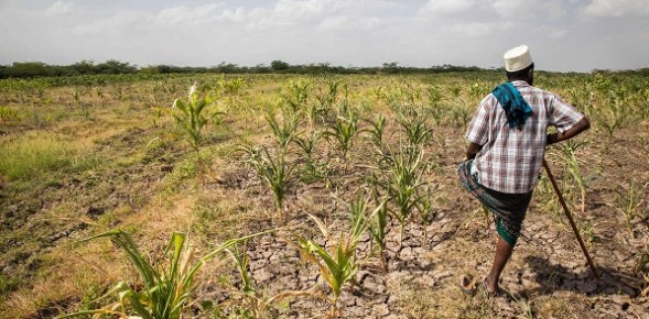 L'alimentation : comment nourrir une humanité en croissance démographique et aux besoins alimentaires accrus ?